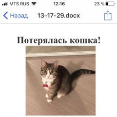 Подробнее об объявлении «Екатеринбург Пропала кошка» Фото: пропала кошка  «Екатеринбург Пропала кошка» в г. Екатеринбург