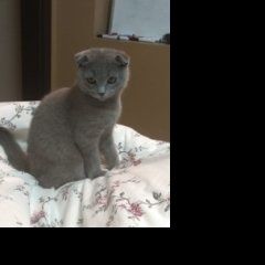 Подробнее об объявлении «Пропал кот британец Москва» Фото: пропала кошка Британская короткошерстная «Пропал кот британец Москва» в г. Москва