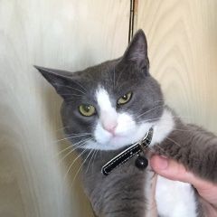 Подробнее об объявлении «Ногинск Пропал кот» Фото: пропала кошка  «Ногинск Пропал кот» в г. Ногинск