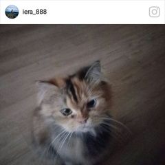 Подробнее об объявлении «Владивосток Пропала кошка» Фото: пропала кошка  «Владивосток Пропала кошка» в г. Владивосток