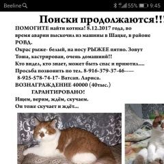Подробнее об объявлении «Пропал кот помогите найти кота Шацк» Фото: пропала кошка  «Пропал кот помогите найти кота Шацк» в г. Шацк