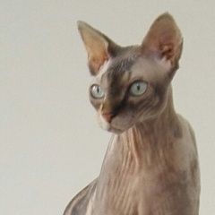 Подробнее об объявлении «Пропала кошка породы сфикс Москва» Фото: пропала кошка Сфинкс «Пропала кошка породы сфикс Москва» в г. Москва