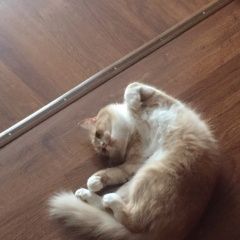 Подробнее об объявлении «Пропал кот Смоленск» Фото: пропала кошка  «Пропал кот Смоленск» в г. Смоленск