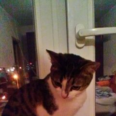 Подробнее об объявлении «Пропала кошка. в солнцево Москва» Фото: пропала кошка  «Пропала кошка. в солнцево Москва» в г. Москва