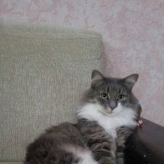 Подробнее об объявлении «Пропал кот Смоленск» Фото: пропала кошка  «Пропал кот Смоленск» в г. Смоленск