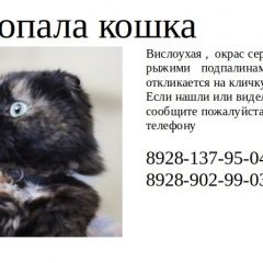 Подробнее об объявлении «Пропала кошка Батайск» Фото: пропала кошка Шотландская вислоухая «Пропала кошка Батайск» в г. Батайск