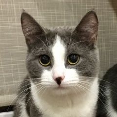 Подробнее об объявлении «Пропал кот  Москва» Фото: пропала кошка  «Пропал кот  Москва» в г. Москва