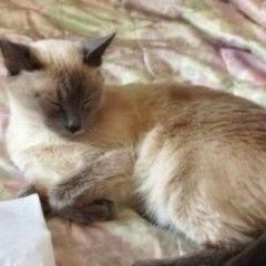 Подробнее об объявлении «Чехов Пропала кошка в ском районе» Фото: пропала кошка  «Чехов Пропала кошка в ском районе» в г. Чехов