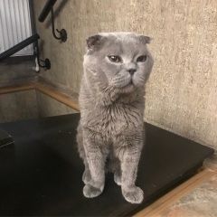 Подробнее об объявлении «Пропал кот вислоухий серый шотландец Москва» Фото: пропала кошка Шотландская вислоухая «Пропал кот вислоухий серый шотландец Москва» в г. Москва
