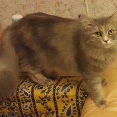 Подробнее об объявлении «Нижний Новгород Пропала кошка» Фото: пропала кошка  «Нижний Новгород Пропала кошка» в г. Нижний Новгород