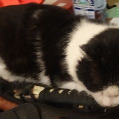 Подробнее об объявлении «Пропал кот черно-белый кот Москва» Фото: пропала кошка  «Пропал кот черно-белый кот Москва» в г. Москва