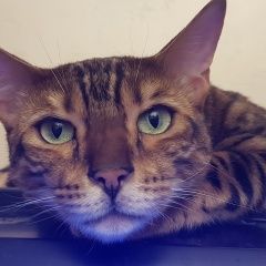 Подробнее об объявлении «Чехов Пропал кот бенгал» Фото: пропала кошка Бенгальская «Чехов Пропал кот бенгал» в г. Чехов