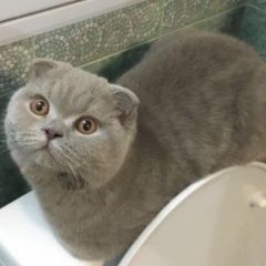 Подробнее об объявлении «Пропала кошка шотландская-вислоухая Москва» Фото: пропала кошка Шотландская вислоухая «Пропала кошка шотландская-вислоухая Москва» в г. Москва