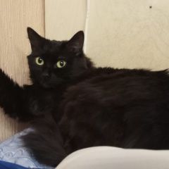 Подробнее об объявлении «Пропала кошка.алтуфьево Москва» Фото: пропала кошка  «Пропала кошка.алтуфьево Москва» в г. Москва