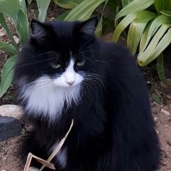 Подробнее об объявлении «Кимры Пропала кошка» Фото: пропала кошка  «Кимры Пропала кошка» в г. Кимры