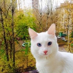 Подробнее об объявлении «Пропал кот  Москва» Фото: пропала кошка  «Пропал кот  Москва» в г. Москва