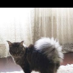 Подробнее об объявлении «Можайск Пропал кот мейн-кун. п. трёхгорка» Фото: пропала кошка Мейн-кун «Можайск Пропал кот мейн-кун. п. трёхгорка» в г. Можайск