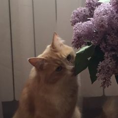 Подробнее об объявлении «Смоленск Пропал кот» Фото: пропала кошка  «Смоленск Пропал кот» в г. Смоленск