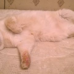 Подробнее об объявлении «Пропал кот белый гладкошерстный кот Москва» Фото: пропала кошка  «Пропал кот белый гладкошерстный кот Москва» в г. Москва