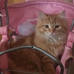 Подробнее об объявлении «Москва Пропала кошка, ул. лескова» Фото: пропала кошка Сибирская «Москва Пропала кошка, ул. лескова» в г. Москва