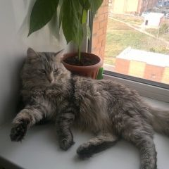 Подробнее об объявлении «Красноярск Пропал кот» Фото: пропала кошка  «Красноярск Пропал кот» в г. Красноярск