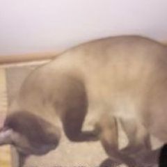 Подробнее об объявлении «Пропал кот сиамский кот Тюмень» Фото: пропала кошка Сиамская «Пропал кот сиамский кот Тюмень» в г. Тюмень