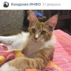 Подробнее об объявлении «Пропала кошка мейн-кун ( зовут молли) Кондрово» Фото: пропала кошка  «Пропала кошка мейн-кун ( зовут молли) Кондрово» в г. Кондрово