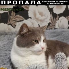 Подробнее об объявлении «Пропал кот Сочи» Фото: пропала кошка  «Пропал кот Сочи» в г. Сочи