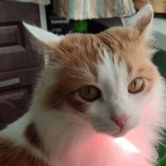 Подробнее об объявлении «Иваново Пропал кот» Фото: пропала кошка  «Иваново Пропал кот» в г. Иваново