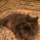 Подробнее об объявлении «Пропала кошка кот Воскресенск» Фото: пропала кошка  «Пропала кошка кот Воскресенск» в г. Воскресенск