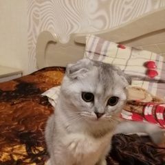 Подробнее об объявлении «Пропала кошка Ростов-на-Дону» Фото: пропала кошка Шотландская вислоухая «Пропала кошка Ростов-на-Дону» в г. Ростов-на-Дону