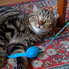 Подробнее об объявлении «Челябинск Пропал кот» Фото: пропала кошка Британская длинношерстная «Челябинск Пропал кот» в г. Челябинск