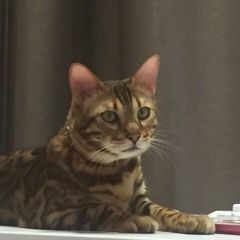 Подробнее об объявлении «Челябинск Пропал кот» Фото: пропала кошка Бенгальская «Челябинск Пропал кот» в г. Челябинск