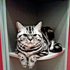 Подробнее об объявлении «Великий Новгород (Новгород) Пропал кот» Фото: пропала кошка Британская длинношерстная «Великий Новгород (Новгород) Пропал кот» в г. Великий Новгород (Новгород)