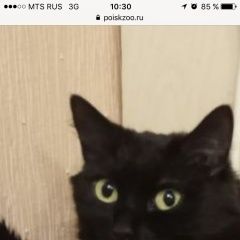 Подробнее об объявлении «Пропал кот, черный, с длинной шерстью, непород Москва» Фото: пропала кошка  «Пропал кот, черный, с длинной шерстью, непород...» в г. Москва