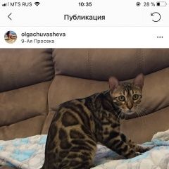 Подробнее об объявлении «Пропала кошка Самара» Фото: пропала кошка Бенгальская «Пропала кошка Самара» в г. Самара