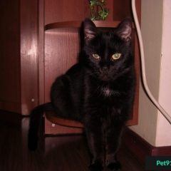 Подробнее об объявлении «Мытищи Пропала кошка черная кошка в зеленом ошейнике» Фото: пропала кошка  «Мытищи Пропала кошка черная кошка в зеленом...» в г. Мытищи