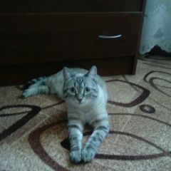 Подробнее об объявлении «Томск Пропал кот амур» Фото: пропала кошка  «Томск Пропал кот амур» в г. Томск