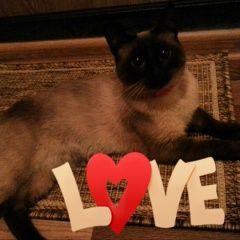 Подробнее об объявлении «Пропала кошка сиамская Москва» Фото: пропала кошка Сиамская «Пропала кошка сиамская Москва» в г. Москва