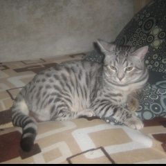 Подробнее об объявлении «Пропал кот Москва» Фото: пропала кошка Австралийский келпи «Пропал кот Москва» в г. Москва