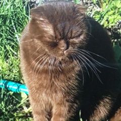 Подробнее об объявлении «Пропала кошка британская Москва» Фото: пропала кошка Британская короткошерстная «Пропала кошка британская Москва» в г. Москва