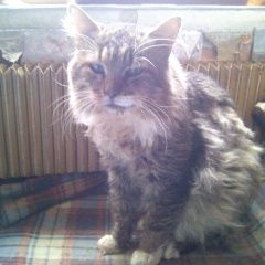 Подробнее об объявлении «Пропал кот мск сао головинский р-н м.водный стадион Москва» Фото: пропала кошка  «Пропал кот мск сао головинский р-н м.водный...» в г. Москва