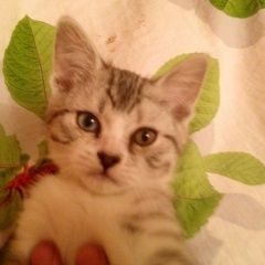 Подробнее об объявлении «Пропал кот разноглазый кот Москва» Фото: пропала кошка  «Пропал кот разноглазый кот Москва» в г. Москва