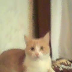 Подробнее об объявлении «Пропала кошка в п. мосрентген Москва» Фото: пропала кошка  «Пропала кошка в п. мосрентген Москва» в г. Москва