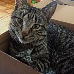 Подробнее об объявлении «Пропал котёнок Фряново» Фото: пропала кошка  «Пропал котёнок Фряново» в г. Фряново