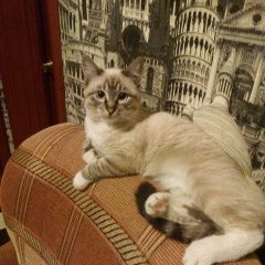 Подробнее об объявлении «Пропал кот Москва» Фото: пропала кошка Тайская «Пропал кот Москва» в г. Москва