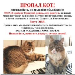 Подробнее об объявлении «Пропал кот Санкт-Петербург» Фото: пропала кошка  «Пропал кот Санкт-Петербург» в г. Санкт-Петербург