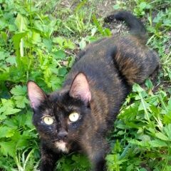 Подробнее об объявлении «Пропала кошка 10 июля Москва» Фото: пропала кошка  «Пропала кошка 10 июля Москва» в г. Москва