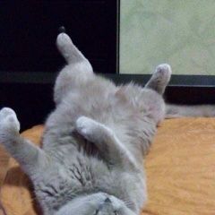 Подробнее об объявлении «Одинцово Пропал кот» Фото: пропала кошка Шотландская вислоухая «Одинцово Пропал кот» в г. Одинцово