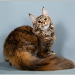 Подробнее об объявлении «Пропала кошка Москва» Фото: пропала кошка Мейн-кун «Пропала кошка Москва» в г. Москва